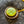 Vintage button with a green and gold emblem on denim fabric