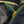 Close-up of a gold zipper on dark denim fabric